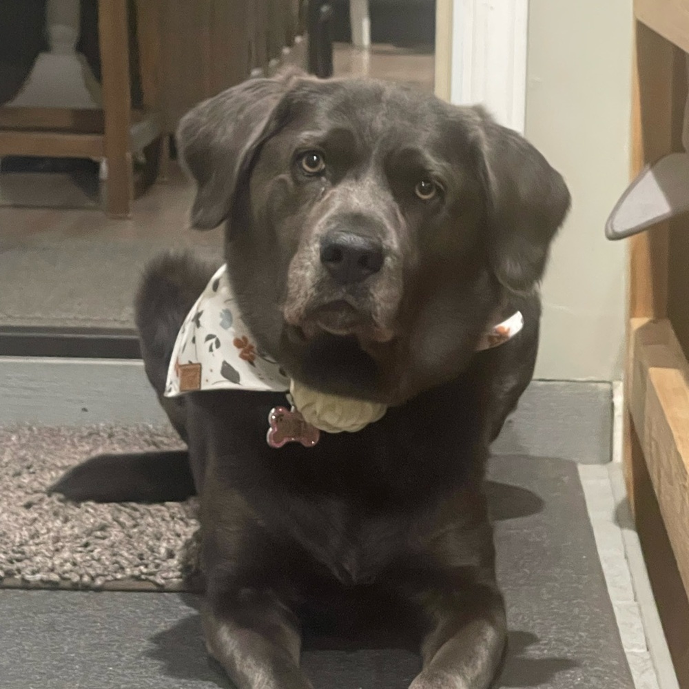 Meet your Posher, Desiree